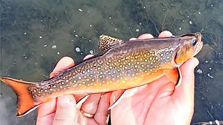 Tenkara in the Iowa Driftless  Vlog 74 [upl. by Courtund]