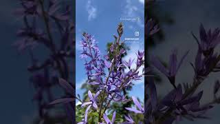 Purple Petrea volubilis Petreasandpapervinephotographyvediography [upl. by Slemmer]