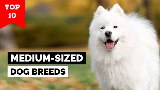 Top 10 MediumSized Dog Breeds In The World [upl. by Nevag546]