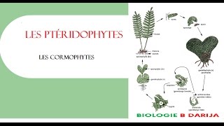 cours cormophytes partie 3  les ptéridophytes [upl. by Sadnac265]