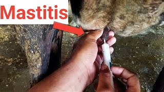 mastitis treatment in cows in hindi। mastitis ka ilaj।mastitis ka ilaj kaise karen। [upl. by Durham]