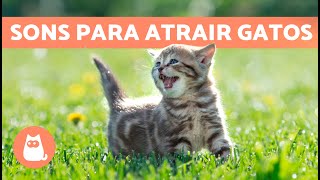 Miados para ATRAIR GATOS 🐱🔊 Sons para o seu gato se aproximar [upl. by Lecram751]