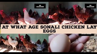 At What Age Sonali Chicken Lay Eggs [upl. by Iot]