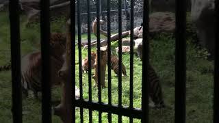 Three Dangerous Tigers in Fierce Fight 😱🐅 Wild animals Showdown QuietNatureVideoMaker tiger [upl. by Hayne]