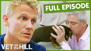 Dr Scott Treats Celebrity Dog With Shocking Enlarged Liver 😱 S3 Ep1  Vet on the Hill Full Episodes [upl. by Keung663]