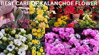 All About Kalanchoe  How to grow amp Care Kalanchoe  A Long lasting winter flower Kalanchoe [upl. by Aleyak502]