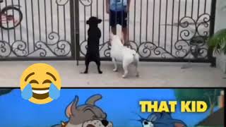 Small Boy Dancing In Front of Angry Dogs Funny  Nadi Necklace Golusu song [upl. by Alberic]