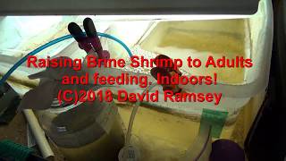 Raising Adult Brine Shrimp Indoors and Feeding [upl. by Clay]