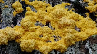 Fuligo septica  Dog vomit slime mold [upl. by Donela]