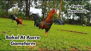 Big Farm in the Philippines Bakal At Asero Gamefarm [upl. by Mohsen653]