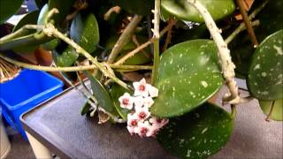 A Visit with Hoya obovata [upl. by Aisac]