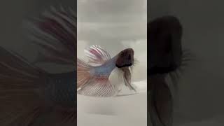 ELEPHANT EAR  DUMBO EAR MALE BETTA FISH… Siamese Fighting Betta Fish [upl. by Dacy]