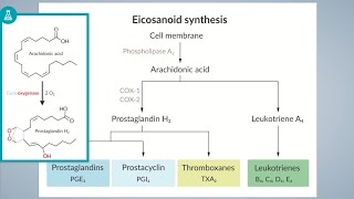 Eicosanoids Pathway  Prostanoids And Leukotrienes BioSynthesis Pathways [upl. by Annwahs]