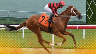 CONSIDERAN ESTE EJEMPLAR UN AVION EN GULFSTREAM PARK GANO EN TIEMPO EXTRAORDINARIO [upl. by Adnirim]