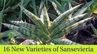 16 New Kinds of Sansevieria Snake Plants [upl. by Ocirederf]