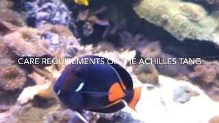 Achilles tang Care Acanthurus Achilles [upl. by Onitnevuj]