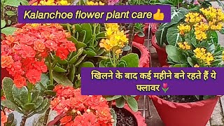 Kalanchoe flower plant care🌷कलन्चु प्लाट🌱 लगाएं सर्दियों में ढेरों फूल पाएंDeepaGardening [upl. by Orlan]