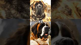 ENGLISH MASTIFF VS GREAT DANE SAINT BERNARDLEON BERGER TOP HEAVIEST DOG [upl. by Oiramel]