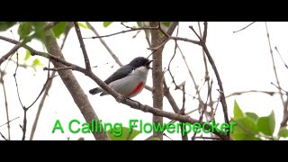 A Calling RedKeeled Flowerpecker [upl. by Buderus]