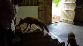 Fox Feeding at Feadon Farm  Gwel an Mor [upl. by Neiman]