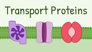 Transport Proteins Pumps Channels Carriers [upl. by Raimondo]