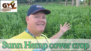 Sunn Hemp Cover Crop in back yard vegetable garden Florida [upl. by Aitercul]