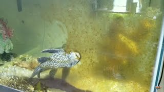 Suckerfish Cleanup Algae Timelapse Plecostomus Fish [upl. by Elle]