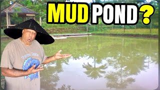 Are MUD PONDS Healthy for Koi Fish [upl. by Lein]