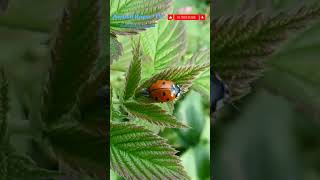 Beetles Diverse and Adaptable Insects animalhousetv Beetles Insects [upl. by Ahsoym]