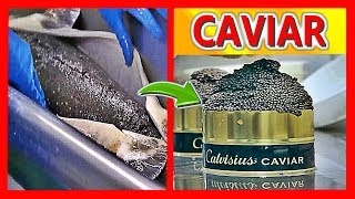 COMO se HACE el CAVIAR más CARO del mundo  ¿Por qué el CAVIAR es tan CARO [upl. by Kozloski]