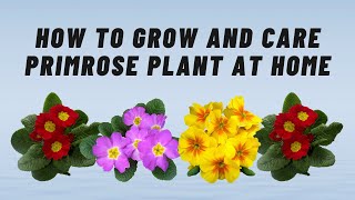 How to grow and care primrose plant at home  Brilliant House Plant [upl. by Parcel]