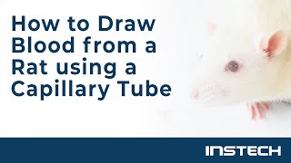 How to draw blood from a rat using a capillary tube [upl. by Noeruat]