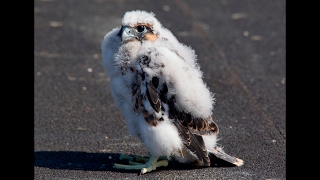 Peregrine falcon chick unexpectedly takes maiden flight [upl. by Ellenahc797]