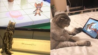 Cat Reaction to Tom amp Jerry Cartoon  Funny Cat Reaction Compilation [upl. by Jeritah]