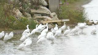 紐約 雪鷺 Snowy Egret [upl. by Nnylrac]