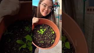 Update on seedlings zinnia flowers petunia containergardening [upl. by Oiredised]