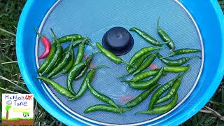 🔥Serrano Pepper Harvest And Served🔥‼️ [upl. by Gaidano]