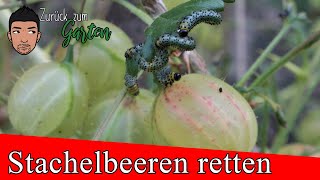 Stachelbeeren vorm Kahlfraß retten  der Schädling die Stachelbeerblattwespe [upl. by Melania]