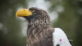 Whitebellied sea eagle [upl. by Ettenwad935]