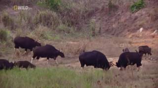 Wild Thailand Wild nature National Geographic Wild [upl. by Llerdnod]