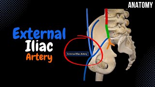 External Iliac Artery EASY scheme Course  Branches [upl. by Glarum]