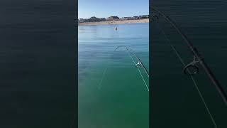 Sight fishing wrasse in gin clear water [upl. by Sliwa]