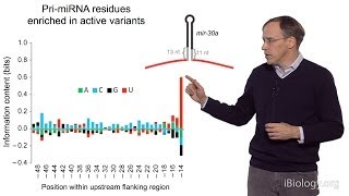 David Bartel Whitehead InstituteMITHHMI Part 3 MicroRNAs What is a MicroRNA [upl. by Henryson822]