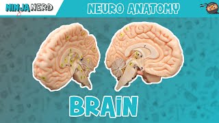 Anatomy of the Brain  Model [upl. by Aivon]