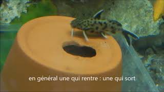 Ponte Synodontis lucipinnis [upl. by Bandeen]