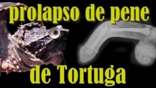 Prolapso de Pene de Tortuga  Chelydra Rossignoni Arnulfo [upl. by Ritchie]