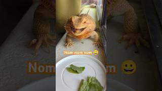 Beardie tries fresh alfalfa with salad greens beardeddragon beardeddragonlover pets lizard [upl. by Ahsirkal275]