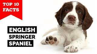 English Springer Spaniel  Top 10 Facts [upl. by Aihtekal]