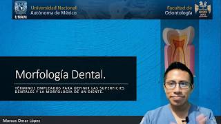 Anatomía dental  Morfología dental [upl. by Mandelbaum976]