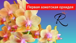 Первая азиатская орхидея Откуда прилетела и что за сорт [upl. by Janene]